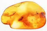 Detailed Fossil False Flower Beetle (Scraptiidae) in Baltic Amber #357775-1